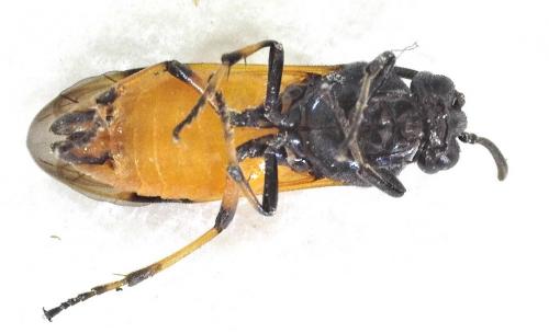 Réf. 253 974 : Arge cyanocrocea